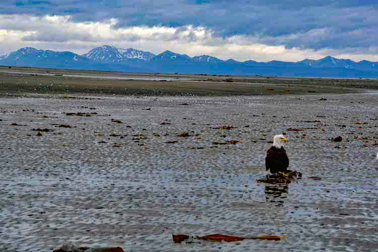 eagles on beach